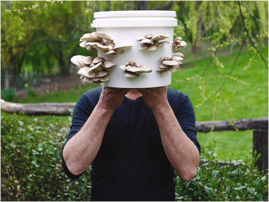 Mushroom cultivation in India offers sustainable income and nutritional benefits for farmers.