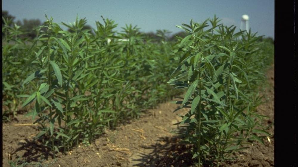 Sun-Hemp-A-Green-Marvel-for-Soil-Fertility-Improvement