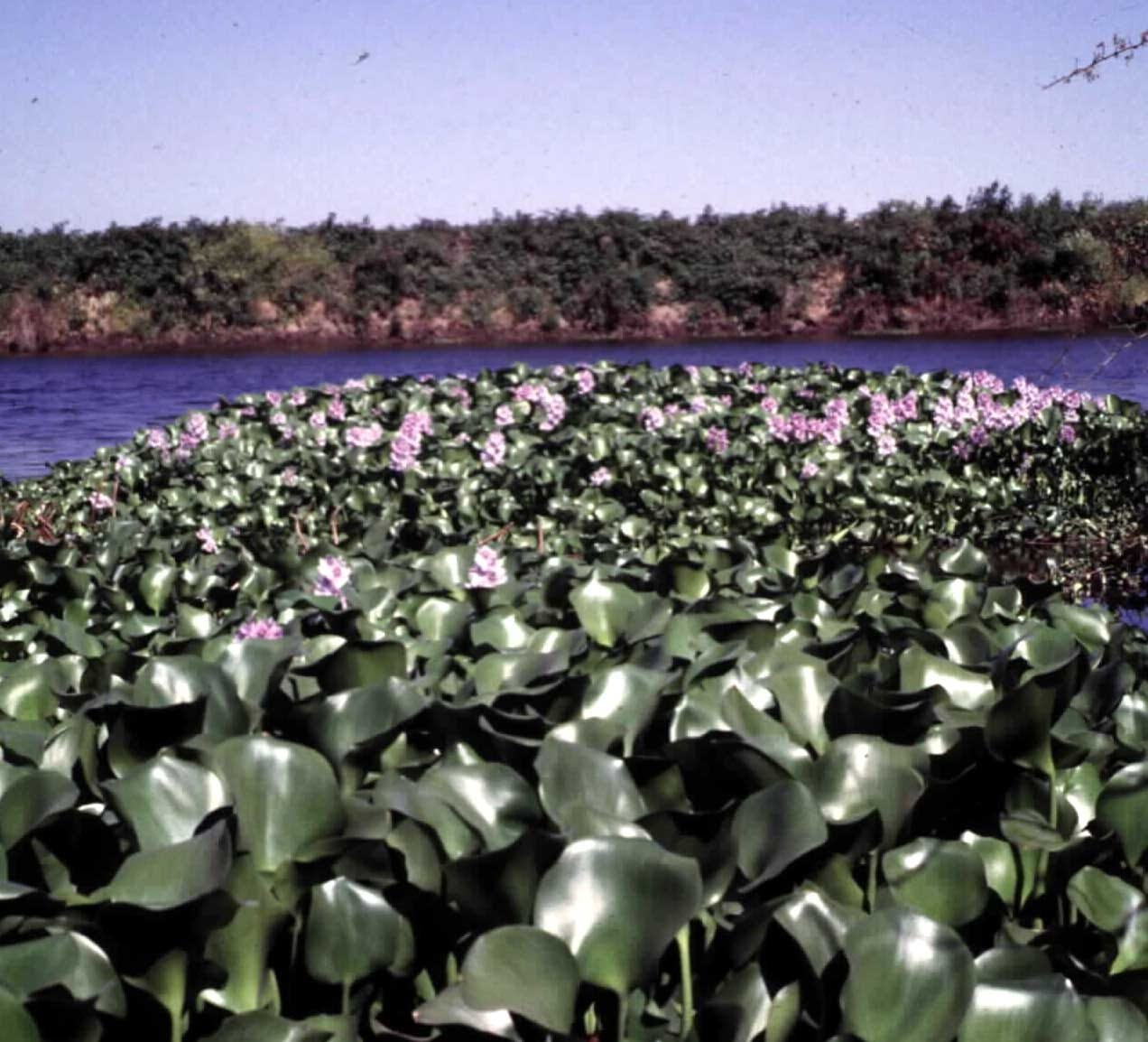 Water Hyacinth